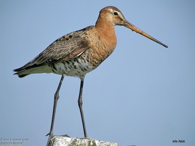 Black-tailed Godwit