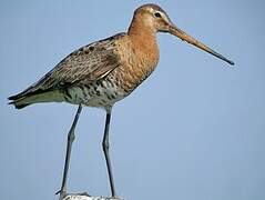 Black-tailed Godwit