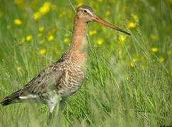 Black-tailed Godwit