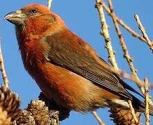 Red Crossbill