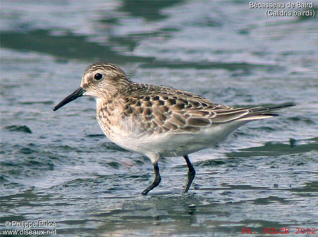 Baird's Sandpiper