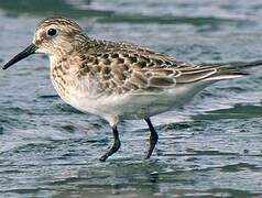 Baird's Sandpiper