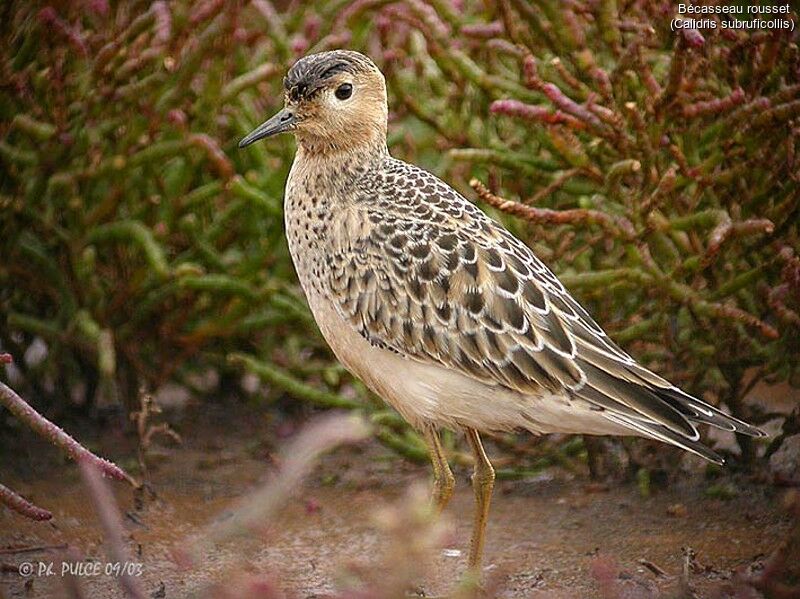 Buff-breasted Sandpiper