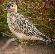 Buff-breasted Sandpiper