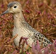 Buff-breasted Sandpiper