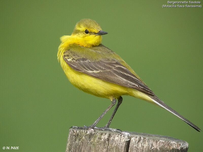 Western Yellow Wagtail (flavissima)