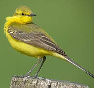 Western Yellow Wagtail (flavissima)