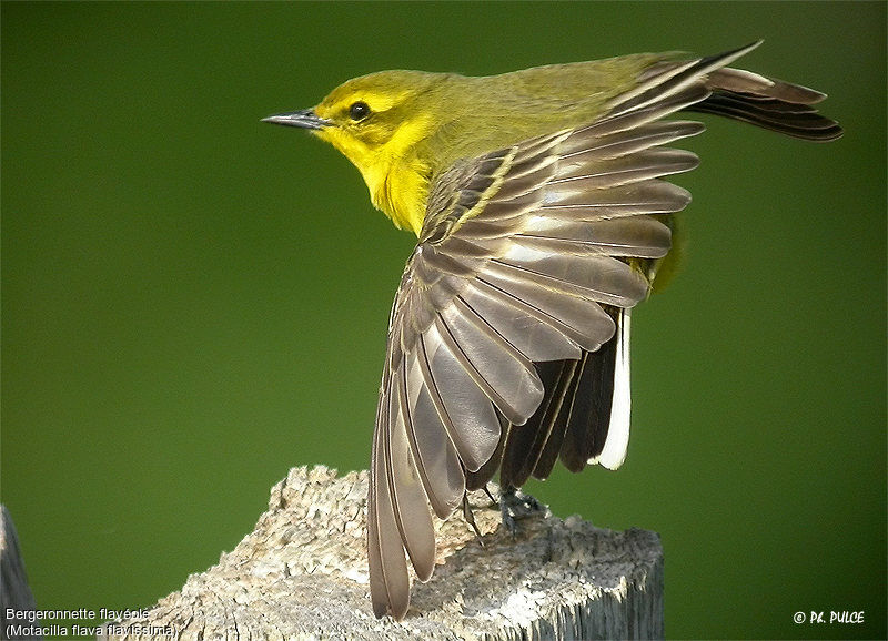 Western Yellow Wagtail (flavissima)