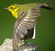 Western Yellow Wagtail (flavissima)