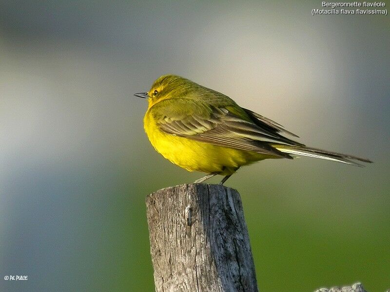 Western Yellow Wagtail (flavissima)