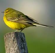 Western Yellow Wagtail (flavissima)