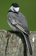 White Wagtail