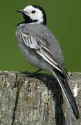 White Wagtail