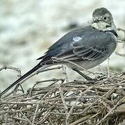 White Wagtail