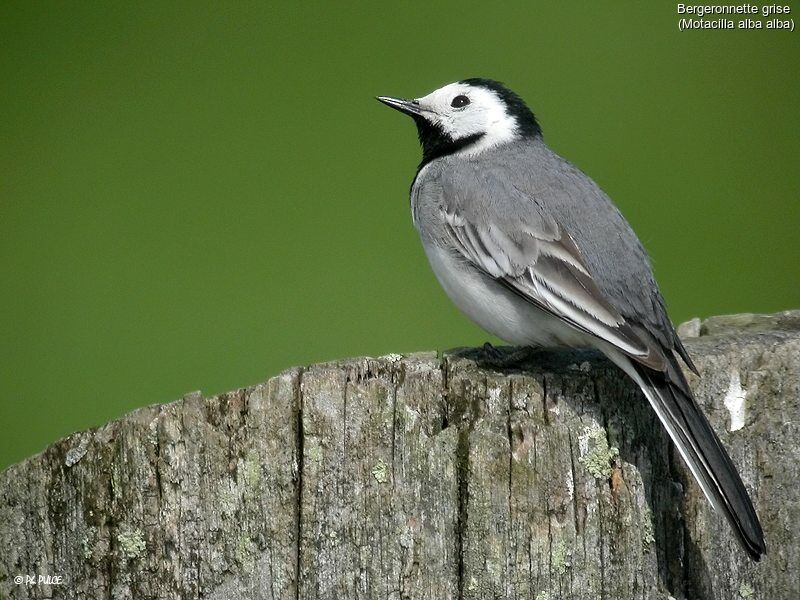 White Wagtail