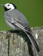 White Wagtail