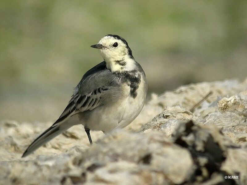 White Wagtail