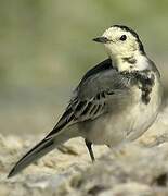 White Wagtail