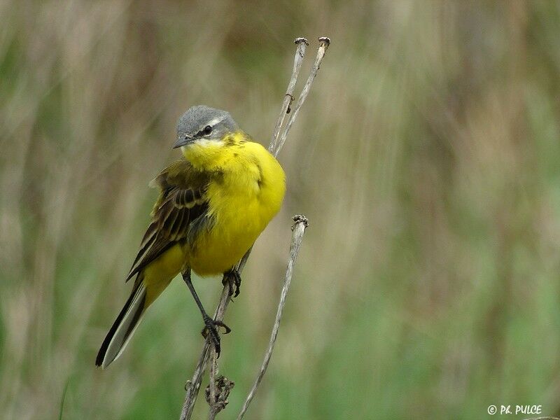 Western Yellow Wagtail