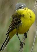 Western Yellow Wagtail