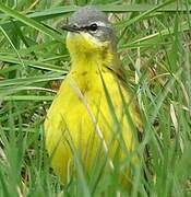 Western Yellow Wagtail