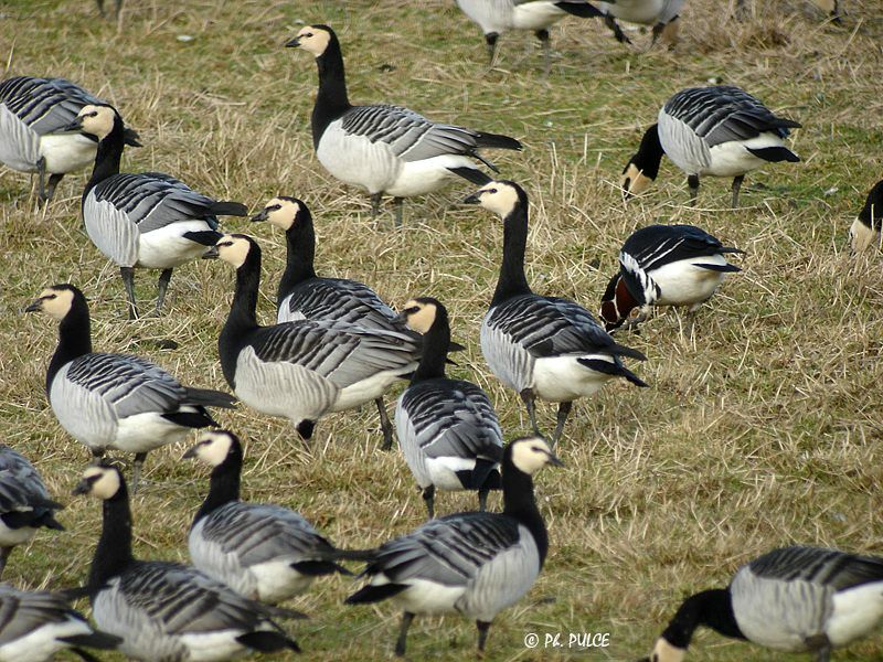 Barnacle Goose