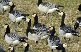 Barnacle Goose