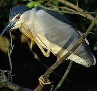 Black-crowned Night Heron