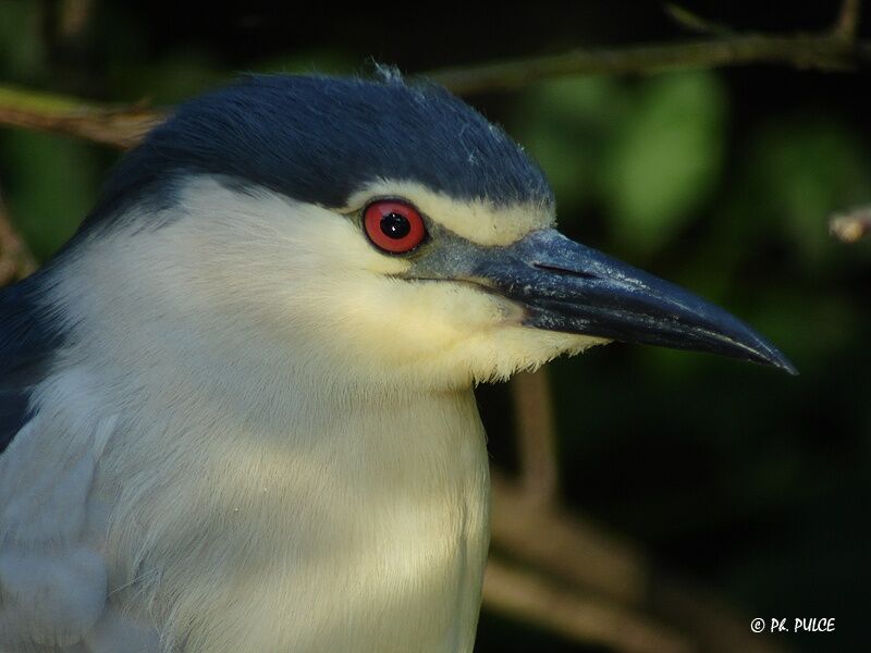 Black-crowned Night Heron