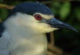 Black-crowned Night Heron