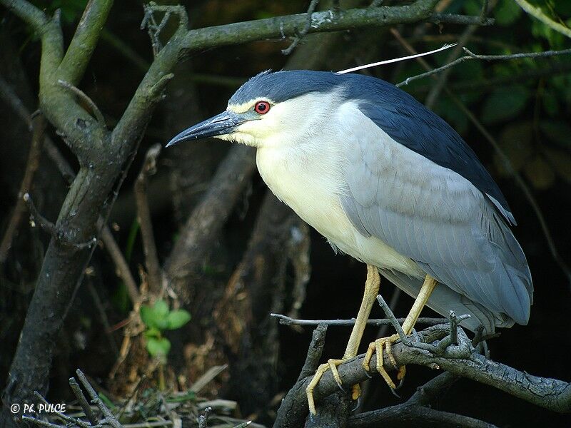 Black-crowned Night Heron