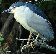 Black-crowned Night Heron