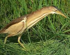 Little Bittern