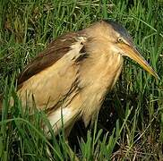 Little Bittern