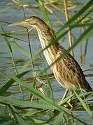 Little Bittern