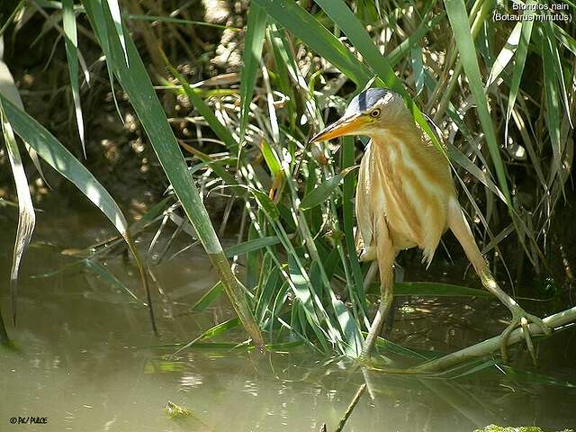 Blongios nain phpu2711