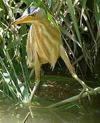 Little Bittern