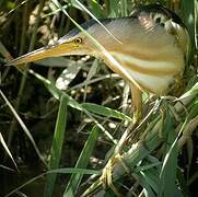 Little Bittern