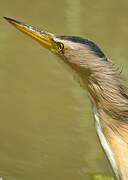 Little Bittern