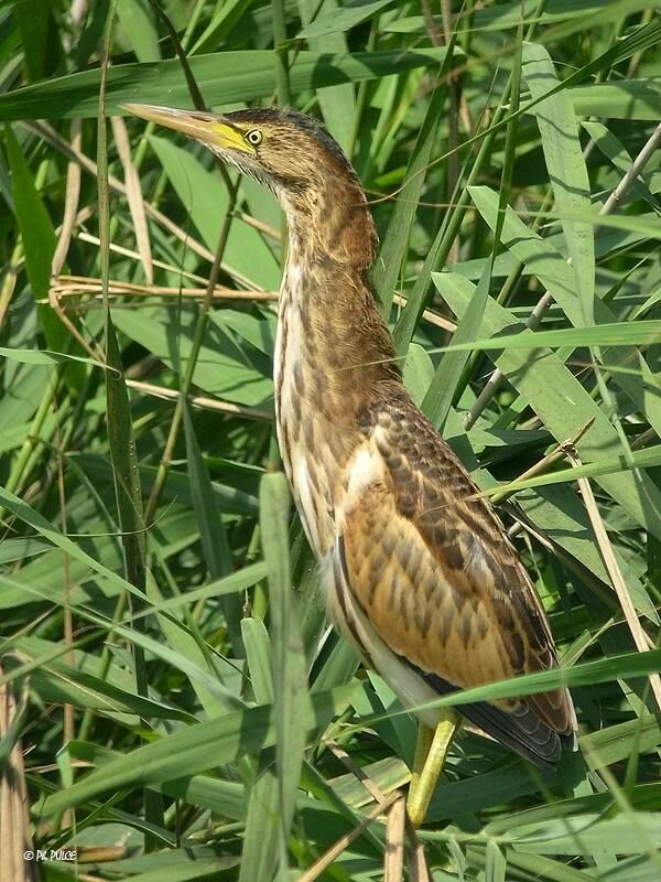 Little Bittern