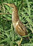 Little Bittern