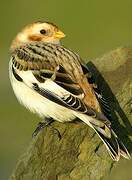 Snow Bunting