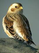 Snow Bunting