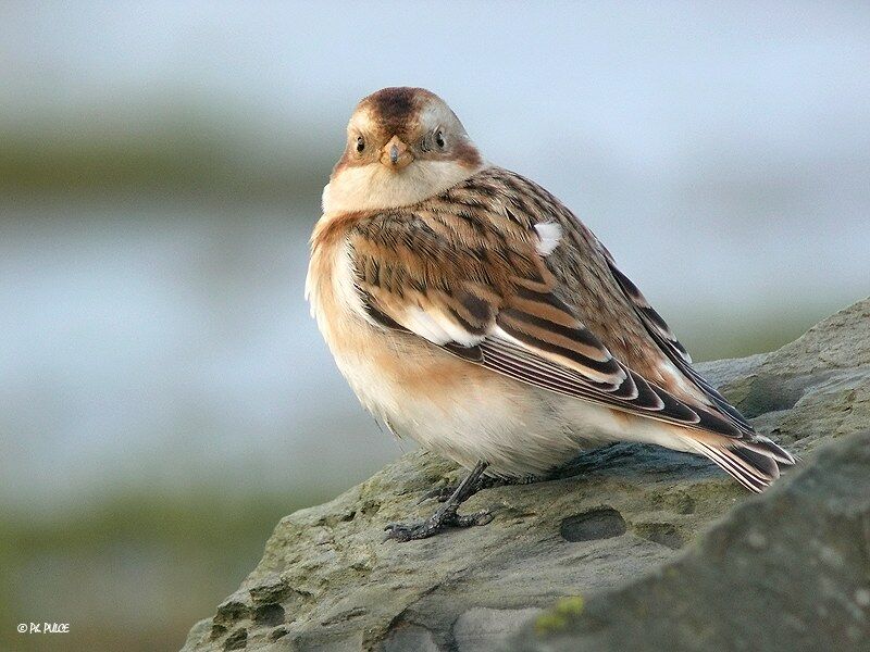 Snow Bunting