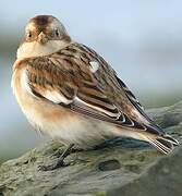 Snow Bunting