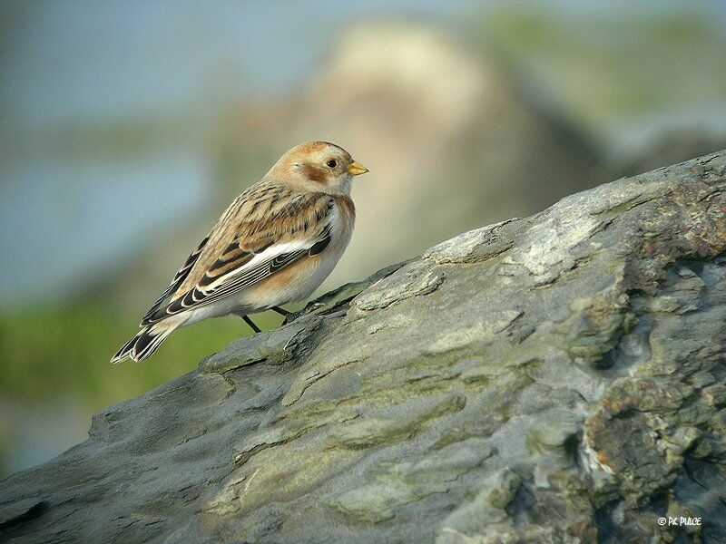 Snow Bunting