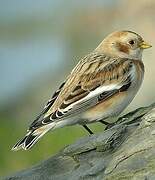 Snow Bunting