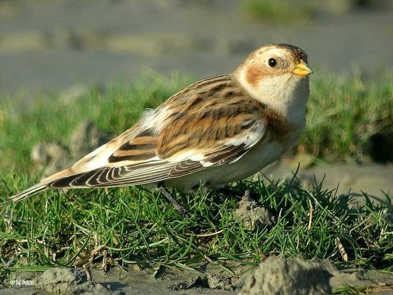 Snow Bunting