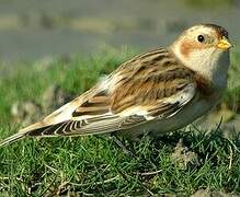 Snow Bunting