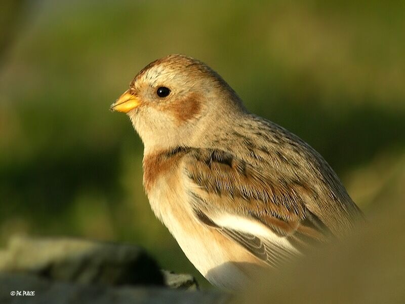 Snow Bunting